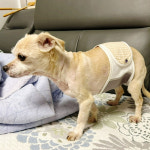 [개놀자] 에어매직 매너벨트 세트 수컷 강아지 기저귀 마킹방지 : 개놀자펫