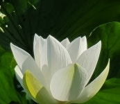 [백련농장]연꽃 10송이 : 식스옴니