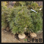 금송 나무 대형 조경 소나무 응달 정원수 80cm 내외 분 : 트리몬스터