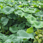 [백련농장]생연잎 진공 포장 냉동 4kg : 식스옴니