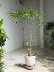 드라세나 자바 : deep garden