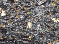 사천애퐁당 황금바다 곱창 돌김 : 사천애특산물