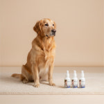 마이크로신AH 반려동물 세정제 스킨케어, 120ml, 1개 : 드림펫 동물병원