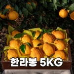 한라봉 5KG : 제주위미감귤팜