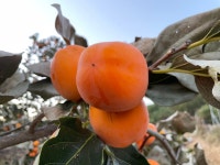 지리산 뱀사골 곶감 설선물 선물세트 자연그대로 말린 곶감 : 지리산하늘재농장