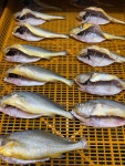 냉풍건조 반건조 생선 손질 완료 산지직송 : 85수산