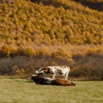 다기능 고주파 5-in-1 헤어 케어 기계 가정용 스파 업데이트 버전 : 미라to