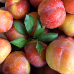 진이네농장 자두 추희 피자두 후무사 도담 햇 고당도 산지직송  2kg 3kg 5kg : 진이네-농장