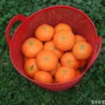 창주농장 고당도 최고급 레드향 소과, 3kg, 1개 : 창주농장