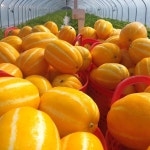 성주참외 꼬마참외 5kg (25~35과) : 별고을참외농장