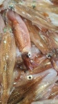 동해안 통찜용 한치 1kg 15미 내외 신선급냉 : 포항대운수산