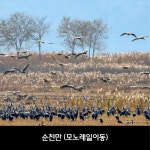 [순천출발] 순천 당일치기여행 가족여행 전남맛집 국내버스투어 낙안읍성 순천만 국가정원박람회 : 뉴수정여행