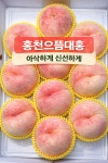 [원산지예약중] 26년 홍천 대홍복숭아 딱딱이 딱복 4Kg 아삭하고 신선한 자연의 맛 : 수진농장 홍천대홍복숭아