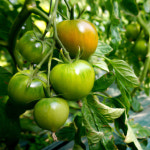 부산 대저 짭짤이토마토 대저토마토 짭짤이 : 바잘농산물