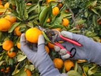 서귀포 농장직영 한라봉 레드향 2kg 3kg 5kg 10kg : 곱은달감귤체험농장