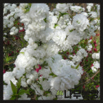 풀또기나무 묘목 옥매 홍매 요히요도 묘목 : 우리나무농장