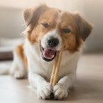 아머펫 하티츄 강아지 치석억제 가수분해 알러지 세이프 덴탈관리 영양제 7개입, 4개 : 네이처힐 아머펫