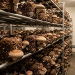 동인농원 못난이 생표고버섯 4kg, 1개 : 동인농원표고버섯