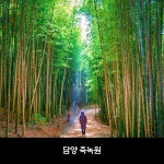 [순천출발] 담양 당일치기 관방제림 죽녹원 메타세쿼이아길 소쇄원 핵심코스 시티투어 패키지 : 뉴수정여행