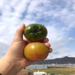 대저 짭짤이 토마토 2.5kg 부산 대저토마토 산지직송 : 씨비 스토어