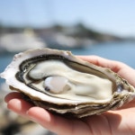 제철 석화 생굴 통영 굴 각굴 5kg 10kg : 털보네농수산