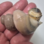 푸른마을 오늘잡은 활고동들 싱싱한 상태로 포항 산지 직송 살고동 1kg, 중대 : 푸른마을농수산