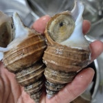 푸른마을 오늘잡은 활고동들 싱싱한 상태로 포항 산지 직송 살고동 1kg, 중대 : 푸른마을농수산