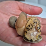 푸른마을 오늘잡은 활고동들 싱싱한 상태로 포항 산지 직송 살고동 1kg, 중대 : 푸른마을농수산