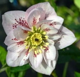 헬레보루스 크리스마스로즈 27종 택1 : 우리나무농장