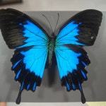 율리세스 제비나비 텔레고누스아종 표본 Papilio ulysses telegonus : 자연속 친구들