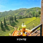 [순천출발] 보성 당일치기 가족여행 효도관광 녹차밭 한국차박물관 녹차족욕&율포해변 힐링여행 : 뉴수정여행