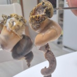 푸른마을 오늘잡은 활고동들 싱싱한 상태로 포항 산지 직송 살고동 1kg, 중대 : 푸른마을농수산