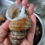 푸른마을 오늘잡은 활고동들 싱싱한 상태로 포항 산지 직송 살고동 1kg, 중소 : 푸른마을농수산