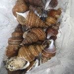 푸른마을 오늘잡은 활고동들 싱싱한 상태로 포항 산지 직송 살고동 1kg, 중소 : 푸른마을농수산