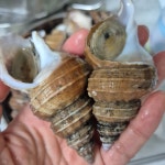 푸른마을 오늘잡은 활고동들 싱싱한 상태로 포항 산지 직송 살고동 1kg, 중대 : 푸른마을농수산