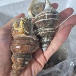 푸른마을 오늘잡은 활고동들 싱싱한 상태로 포항 산지 직송 살고동 1kg, 중대 : 푸른마을농수산