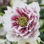 헬레보루스 크리스마스로즈 27종 택1 : 우리나무농장