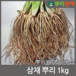 삼채 뿌리 1kg  중국산 삼채 : 뿌리원예
