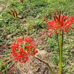 꽃무릇 석산 구근 종근 30개 꽃무릇 키우기 : 해남본초농장