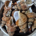 푸른마을 오늘잡은 활고동들 싱싱한 상태로 포항 산지 직송 살고동 1kg, 중대 : 푸른마을농수산