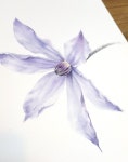 클레마티스 수채화그림 : 보아뱀과코끼리