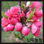 꽃복숭아나무 남경도 분달이 키 60cm 내외 : 우리나무농장