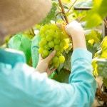 [산지직송] 고당도 샤인머스켓 영천 김천 1kg 2kg 최소 17~22 brix : 주식회사 코앤원