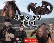 국내산 흑염소 : 에코팜 영농조합법인