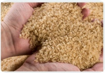 2025햅현미 맛난황금쌀눈현미5kg 삼광단일미 당일도정 부드러운 현미쌀 당료 건강식 잡곡밥 : 쌀미당