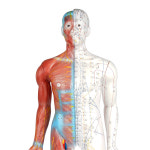 전신 경혈 인형 동인형 고급형 대형 침술 경락 해부 침자리 혈자리 한의원 한의학 실습 교육 : 진산메디칼