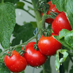 방울토마토 1kg 최상품 산지직송 무농약 선물용 범서네 농장 : civil-몰