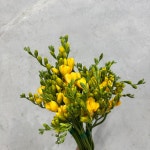 (중매인1호)(무배EVENT) 계절꽃 생화 : 영남화훼농협 중매인1호