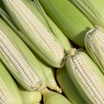 NON-GMO 강원도 영월 무첨가 국내산 찰옥수수 냉동 찐 미백 흑찰 : 강원도래용