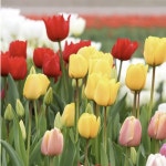 풀떼기 원예종 저온처리 튤립 구근 / 추식구근 모음 : 풀떼기하우스